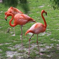 Flamingos Pink colorful