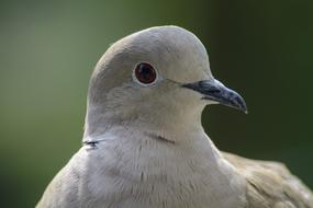 Close up of a feathered pigeon