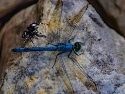 blue Dragonfly and Spider