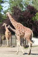 three Giraffe, African animals in zoo