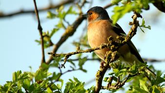 Bird Tree Singing