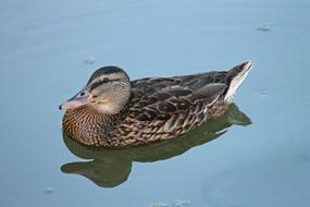 Duck Mallard Female Water
