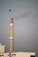 Chimney Smoke and Crow