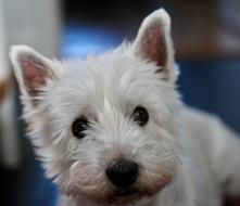 Dog Westie Terrier