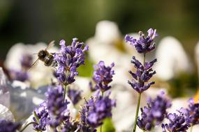 Bumblebee Insect Macro