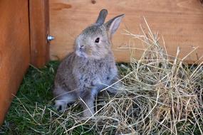 Bunny Pet Rabbit