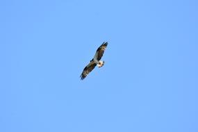 flying wild bird in the sky