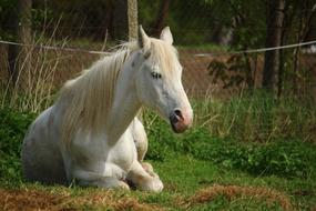 Horse Mold Sleep Thoroughbred arabian