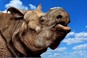 Rhino Animal World