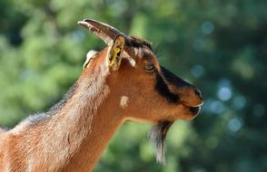 Goat Animal Horns Wild