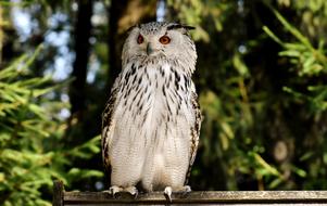 big fluffy owl
