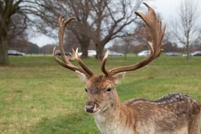 deer with big antlers