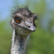 Emu Australia Bird Portrait