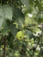 single unripe apple on a tree