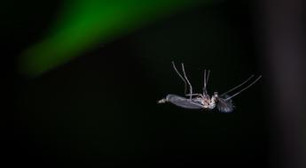 Insect