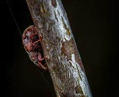 Insect on dry log macro picture