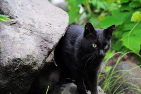 Black Cat Picture