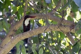 Kingfisher Bird Nature