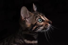 Cat macro fauna