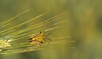 Barley Ear Bug macro view