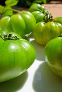 green garden tomatoes on the table