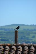 crow on the chimney