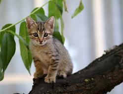 Cat Small Animals