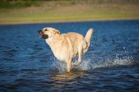 a happy dog running through the water
