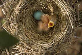 Robin Baby Bird