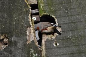 little bird on a broken wooden fence