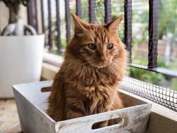 Cat Orange Pet