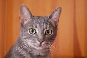 Animal Cat Pose Eyes