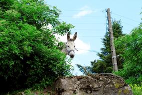 donkey Ane Notes Animal