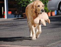Dog Golden Retriever Animal