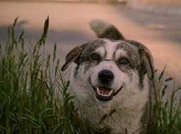 Dog Animals Portrait