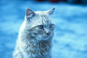 Cute Cat Long Hair