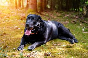 Labrador Retriever Dog
