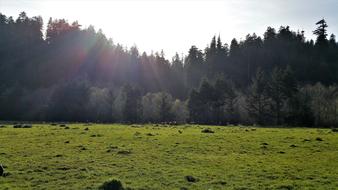 Grass Plain Sunset
