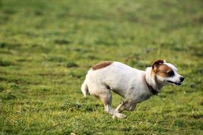 Dog Field Playing Small