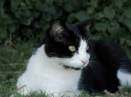 Cat Nature Look