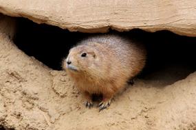 Zoo Marmot Animal closeup photo