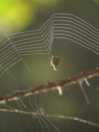 wild spider on a woven web
