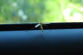 Komar Insect Nature