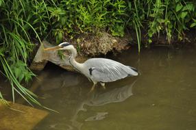 Bird Heron Animal World