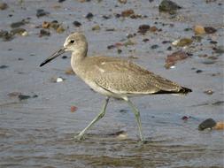Beach Bird