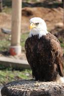 Bird Zoo Animal