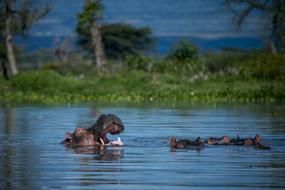 floating happy hippo
