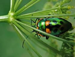 Beetle Insect Garden