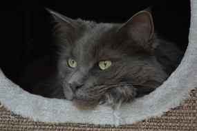 Beauty Cat Maincoon