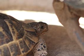 Tortoise Animal Natural